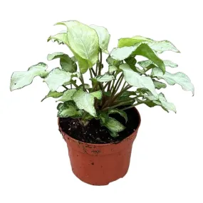 15 - 30cm Syngonium NOID 10.5cm Pot House Plant