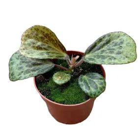 15 cm  Begonia Blancii Mottled House Plant 10,5 cm Pot