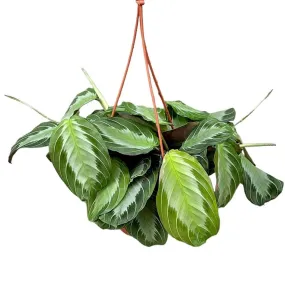 20 - 30cm Maranta Silver Band Prayer House Plant 14cm Hanging Pot