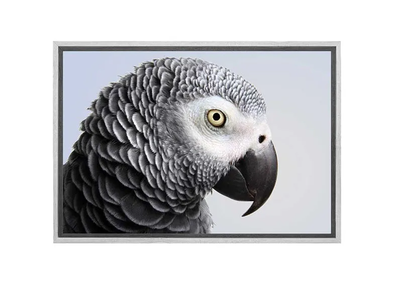 Grey African Parrot | Canvas Wall Art Print