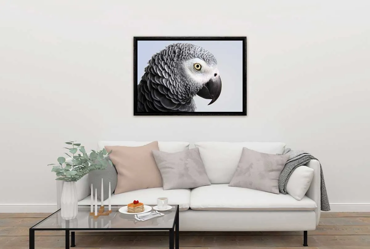 Grey African Parrot | Canvas Wall Art Print