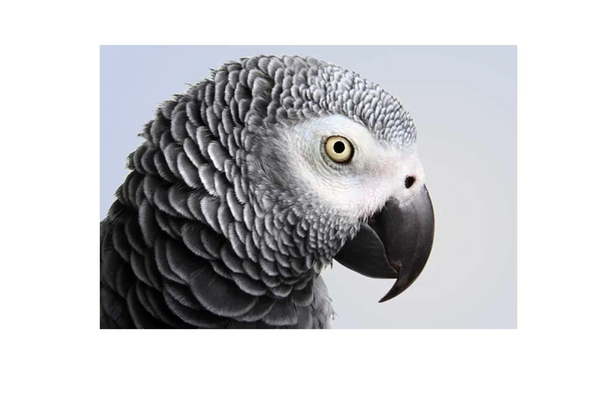 Grey African Parrot | Canvas Wall Art Print