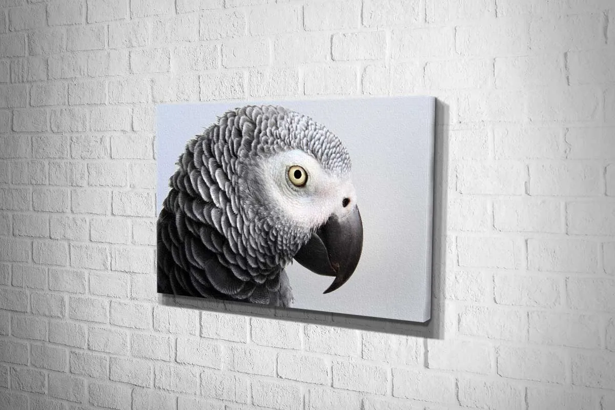 Grey African Parrot | Canvas Wall Art Print