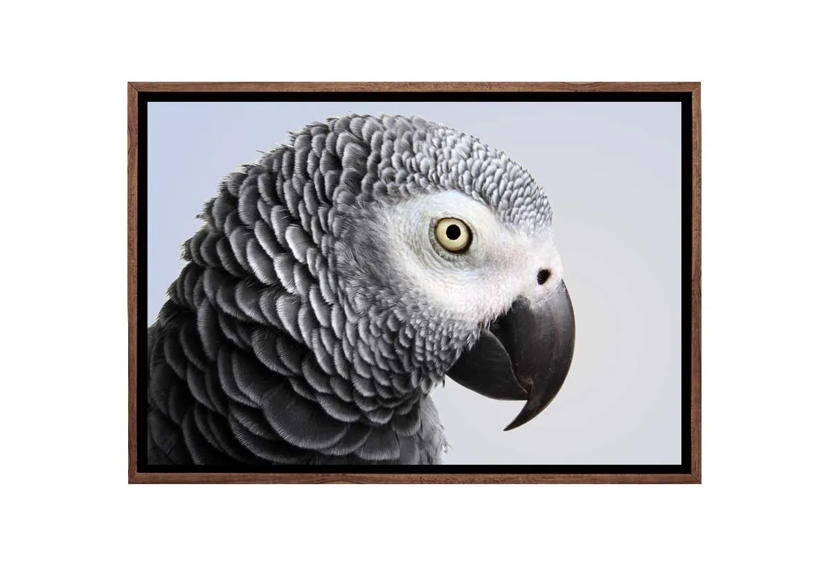 Grey African Parrot | Canvas Wall Art Print